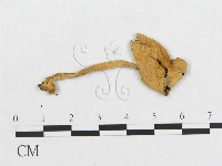 登錄號:F0001818藏品圖，第1張