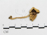 登錄號:F0001818藏品圖，第3張