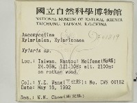 炭角菌屬藏品圖，第2張