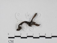 炭角菌屬藏品圖，第3張