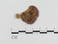 登錄號:F0001821藏品圖，第1張