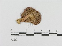 登錄號:F0001821藏品圖，第3張