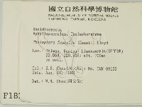 棕色革菌藏品圖，第2張
