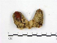 登錄號:F0001826藏品圖，第3張