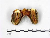 登錄號:F0001826藏品圖，第1張