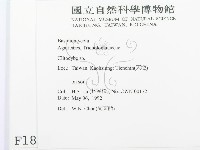 杯傘屬藏品圖，第2張