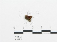 杯傘屬藏品圖，第1張