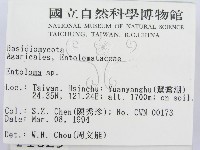 粉褶菌屬藏品圖，第2張