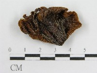 粉褶菌屬藏品圖，第3張