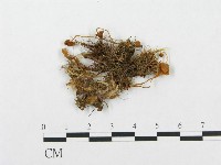 登錄號:F0001830藏品圖，第1張