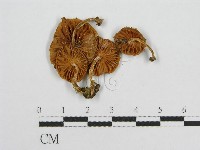 登錄號:F0001835藏品圖，第1張