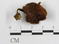 登錄號:F0001836藏品圖，第1張