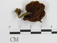 登錄號:F0001836藏品圖，第3張