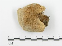 登錄號:F0001843藏品圖，第1張