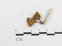 多孔菌屬藏品圖，第3張