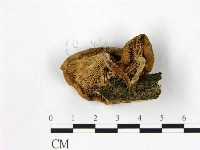 登錄號:F0001845藏品圖，第3張