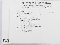 傘菌屬藏品圖，第2張