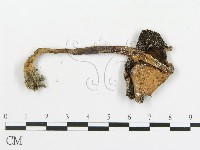 傘菌屬藏品圖，第3張