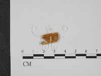 登錄號:F0001848藏品圖，第1張