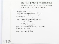 杯傘屬藏品圖，第2張