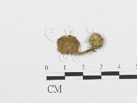 杯傘屬藏品圖，第1張