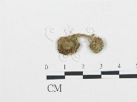 杯傘屬藏品圖，第3張