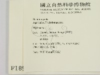 小菇屬藏品圖，第2張