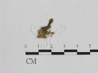 小菇屬藏品圖，第1張