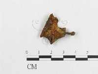 多孔菌屬藏品圖，第3張