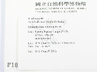 裂褶菌藏品圖，第2張