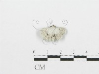 裂褶菌藏品圖，第1張