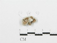 裂褶菌藏品圖，第3張