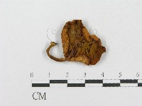 登錄號:F0001859藏品圖，第1張