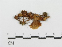 登錄號:F0001860藏品圖，第1張