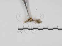 登錄號:F0001863藏品圖，第3張