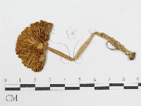 登錄號:F0001864藏品圖，第1張