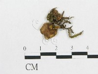 登錄號:F0001865藏品圖，第1張