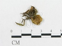 登錄號:F0001865藏品圖，第3張