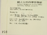 小菇屬藏品圖，第2張