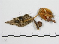 登錄號:F0001869藏品圖，第1張