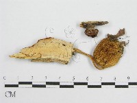 登錄號:F0001869藏品圖，第3張