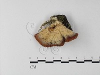 登錄號:F0001870藏品圖，第1張