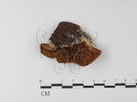登錄號:F0001870藏品圖，第3張