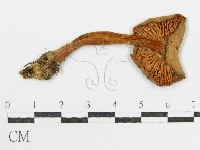 登錄號:F0001871藏品圖，第1張
