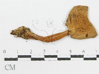 登錄號:F0001871藏品圖，第3張