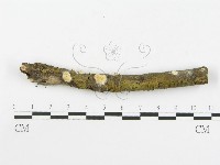 登錄號:F0001872藏品圖，第1張