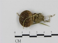 登錄號:F0001874藏品圖，第1張