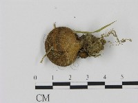 登錄號:F0001874藏品圖，第3張