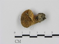 登錄號:F0001875藏品圖，第1張
