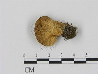 登錄號:F0001875藏品圖，第3張